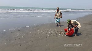 বঙ্গোপসাগরে আরও ২৫৫ কাছিমের বাচ্চা অবমুক্ত