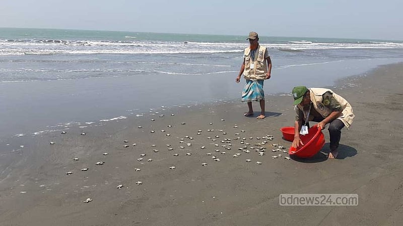 বঙ্গোপসাগরে আরও ২৫৫ কাছিমের বাচ্চা অবমুক্ত
