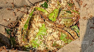 পিঁপড়ার ডিম সংগ্রহ করাই তার পেশা
