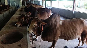 বরিশালে জমে উঠেছে কোরবানির অনলাইন হাট