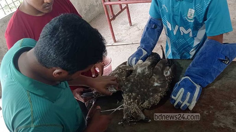 ঝড়ে ডানা ভেঙে নিচে পড়া ঈগলের অস্ত্রোপচার