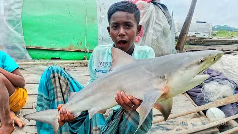 বরিশালের নদীতে ধরা পড়ল হাঙ্গর