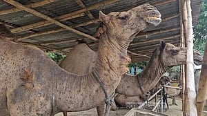 বেনাপোলে কোরবানির বিশেষ আকর্ষণ ‘মরুর জাহাজ’ উট