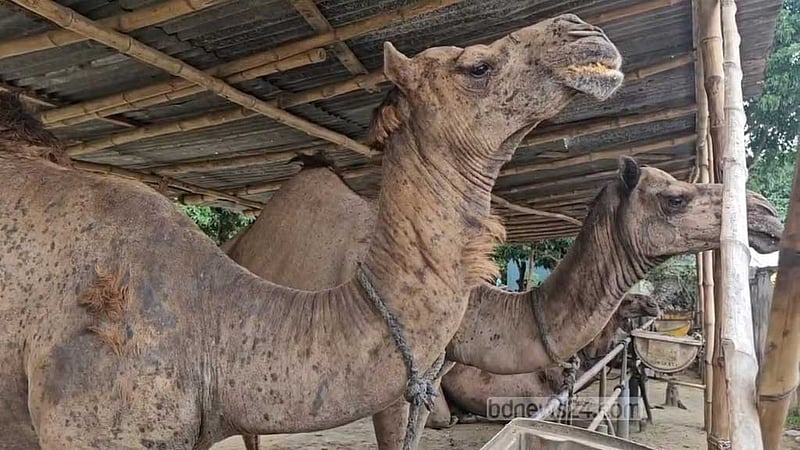 বেনাপোলে কোরবানির বিশেষ আকর্ষণ ‘মরুর জাহাজ’ উট