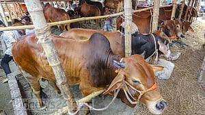 আফতাবনগরে পশুর হাট বসানোর বিজ্ঞপ্তি ৩ মাসের জন্য স্থগিত: হাই কোর্ট