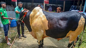কোরবানির গরু: আকারে সেরা, নামেও বাহার