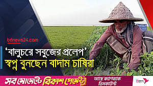 পদ্মায় জেগে ওঠা চরে বাদামের বাম্পার ফলন
