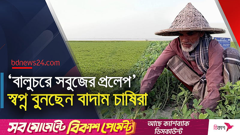 পদ্মায় জেগে ওঠা চরে বাদামের বাম্পার ফলন