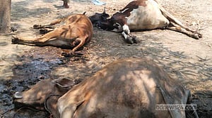 কচি ঘাস খেয়ে সুস্থ-সবল ৩ গরুর মৃত্যু, যা বলছেন চিকিৎসক