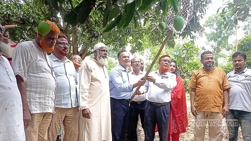 চুয়াডাঙ্গায় আম সংগ্রহ শুরু