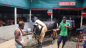 কোরবানির পশুর হাট: কুমিল্লায় নজর কাড়ছে ‘যুবরাজ’, ‘বাহুবলী’, ‘মেসি’
