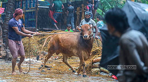 বৃষ্টিতে কোরবানির পশুর হাটে কাদা-পানি, ভোগান্তি