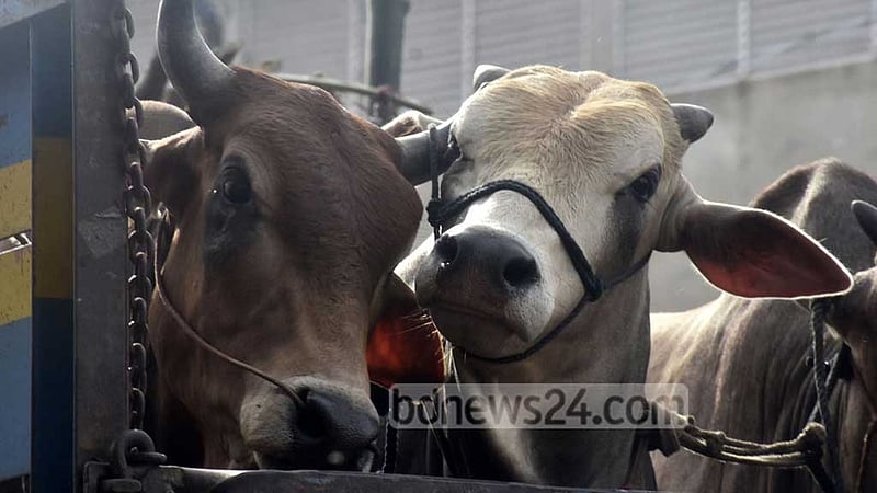 কোরবানির ঈদে সার্বিক ব্যবস্থাপনায় উচ্চ পর্যায়ের কমিটি