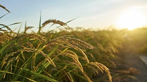 বিশ্বে ফসল উৎপাদন কমে যাচ্ছে তাপ ও খরায়: গবেষণা
