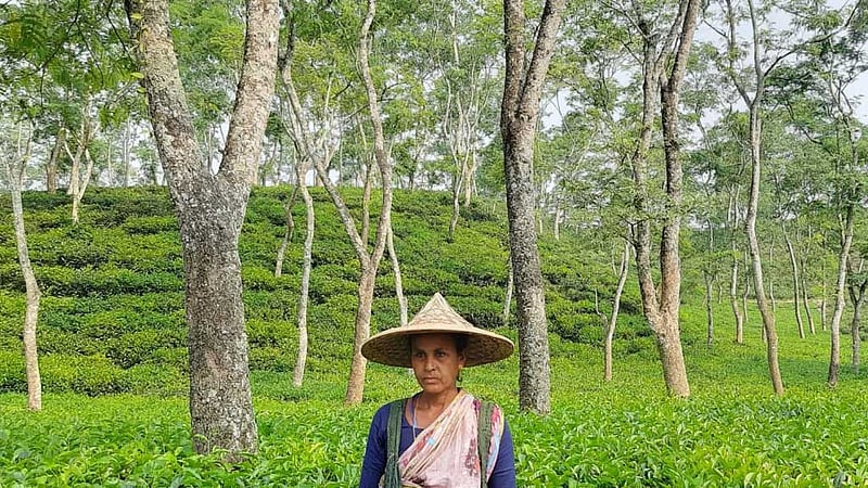 এবারও ‘শ্রেষ্ঠ চা পাতা চয়নকারী’ নেপচুনের জেসমিন