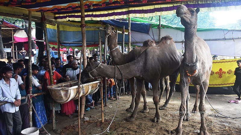 যশোর থেকে ৩ উট চট্টগ্রামের হাটে