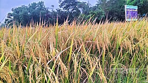 ব্রি ধান-১০৪ কমাবে আমদানি নির্ভরতা, বাড়বে চাষির আয়
