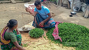 মানিকগঞ্জে মরিচের বাম্পার ফলন