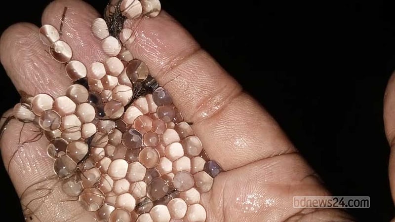 হালদায় ডিম ছেড়েছে মা মাছ