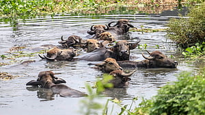 গরমে নাকাল মহিষের পাল