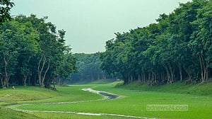 পাগনার হাওরের সৌন্দর্য করচ বাগান