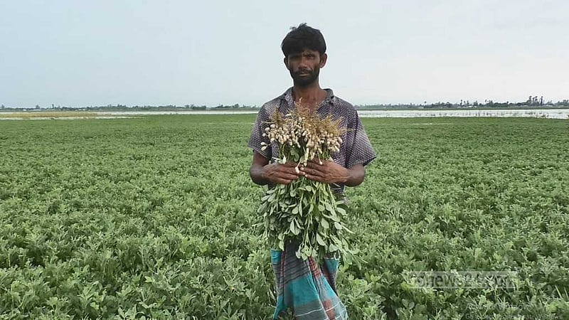 তিস্তার ঢলে কৃষকের সর্বনাশ, বেশি ক্ষতি বাদামের