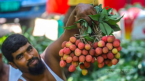 বাজারে উঠছে সোনারগাঁওয়ের লিচু