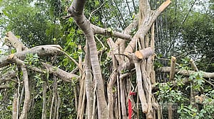 ‘শিরক’ আখ্যা দিয়ে কাটা হল শতবর্ষী বটগাছ