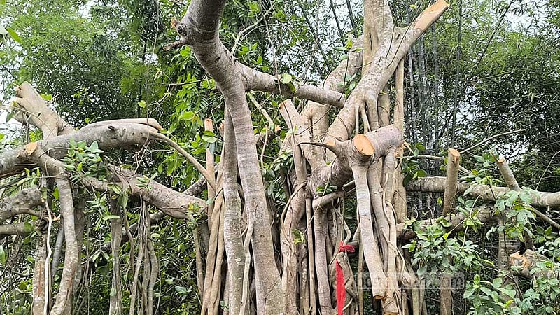 ‘শিরক’ আখ্যা দিয়ে কাটা হল শতবর্ষী বটগাছ