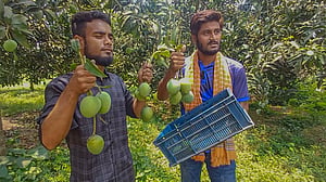 নওগাঁর আম আসছে বাজারে