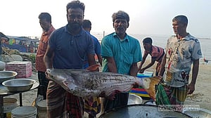 মানিকগঞ্জের পদ্মায় ধরা পড়ল ১৫ কেজির পাঙাশ