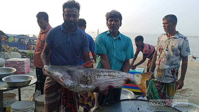 মানিকগঞ্জের পদ্মায় ধরা পড়ল ১৫ কেজির পাঙাশ