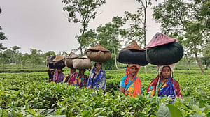 চায়ের তৃষ্ণা মেটাচ্ছে দেশি চা