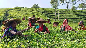 চা দিবস: চা শিল্প বাঁচাতে প্রয়োজন সমন্বিত উদ্যোগ