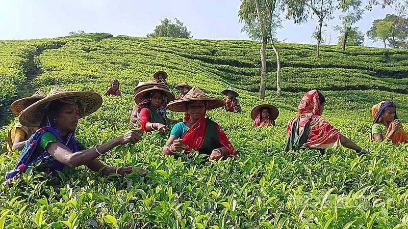 চা দিবস: চা শিল্প বাঁচাতে প্রয়োজন সমন্বিত উদ্যোগ