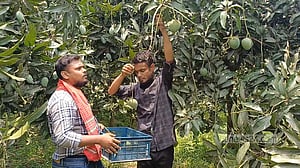 বাজারে এসেছে নওগাঁর আম