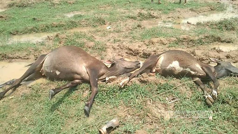 নেত্রকোণায় বজ্রপাতে চাষির ২ গরুর মৃত্যু