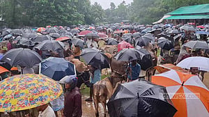 বিরূপ আবহাওয়ার প্রভাব কোরবানির হাটে, পশু নিয়ে বিপাকে খামারি
