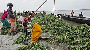 যমুনায় পানি বৃদ্ধি, পাবনায় অপরিপক্ব বাদাম তুলছেন কৃষক