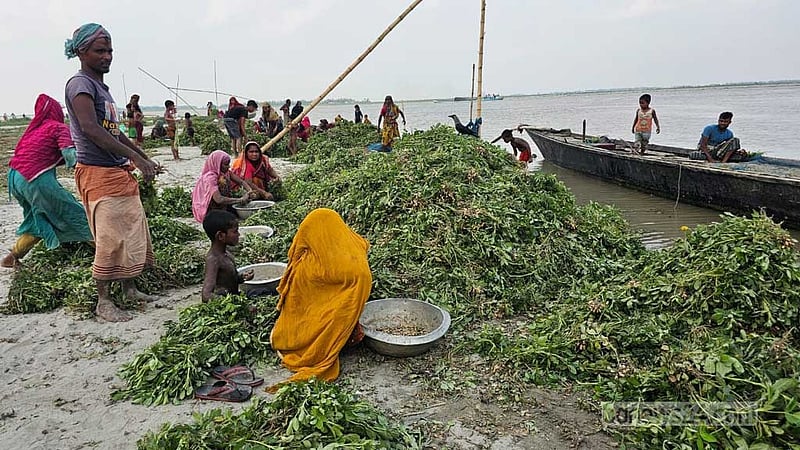 যমুনায় পানি বৃদ্ধি, পাবনায় অপরিপক্ব বাদাম তুলছেন কৃষক
