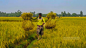 ঘরে ঘরে ধান তোলার ব্যস্ততা
