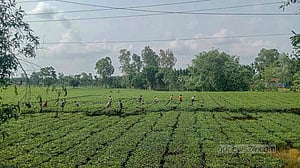 সমতলে চায়ের রাজ্য