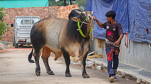 খামারে প্রস্তুত কোরবানির পশু