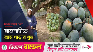 রাজশাহীতে সুস্বাদু ‘সাগরিকা’ নামছে গাছ থেকে