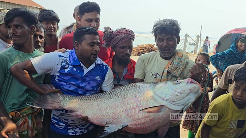 পদ্মায় জেলের জালে ২৮ কে‌জির কাতল, বি‌ক্রি ৫০ হাজারে