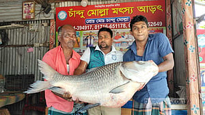 রাজবাড়ীর পদ্মায় এবার ধরা পড়ল সাড়ে ৩২ কে‌জির কাতল