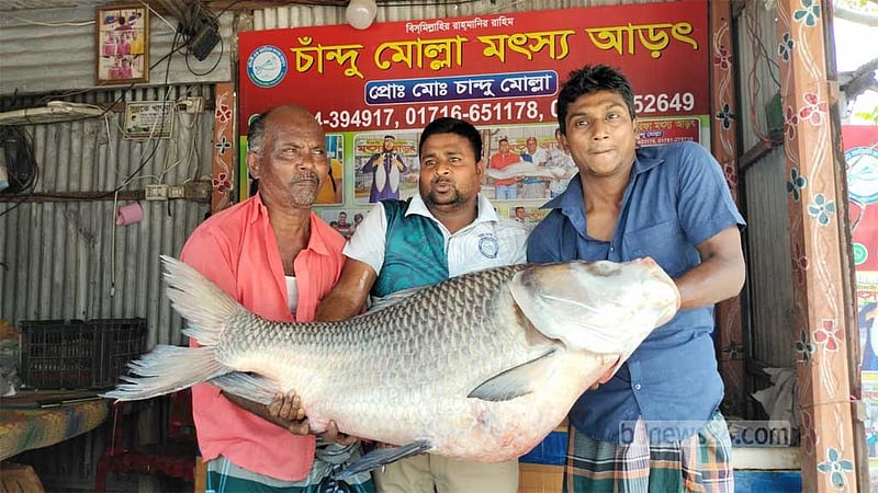রাজবাড়ীর পদ্মায় এবার ধরা পড়ল সাড়ে ৩২ কে‌জির কাতল
