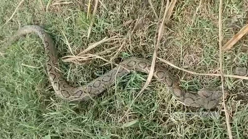 রাজবাড়ীতে ধানের ক্ষেতে রাসেলস ভাইপার, আতঙ্ক