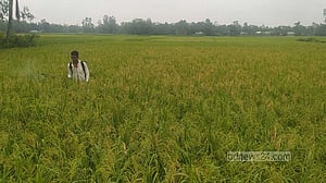 রংপুরে পাকা ধানে পোকার আক্রমণ, দিশেহারা কৃষক