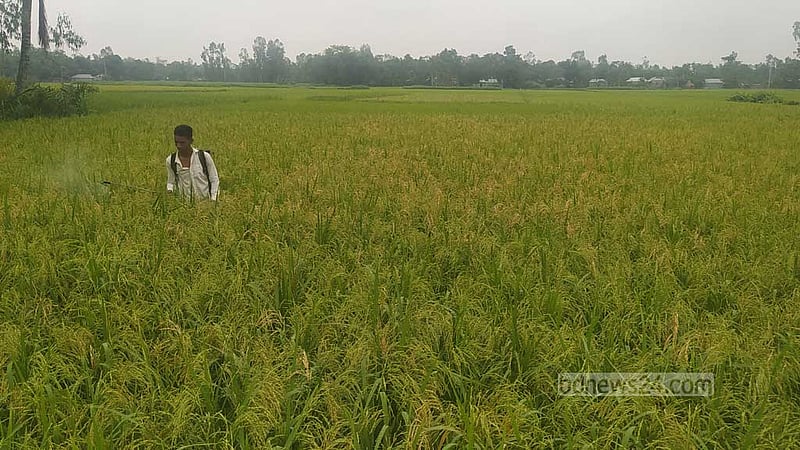 রংপুরে পাকা ধানে পোকার আক্রমণ, দিশেহারা কৃষক